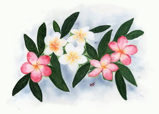 The Frangipani